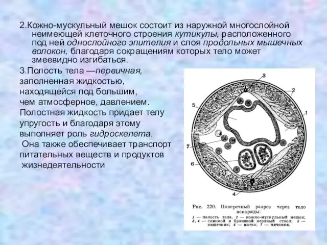 2.Кожно-мускульный мешок состоит из наружной многослойной неимеющей клеточного строения кутикулы,