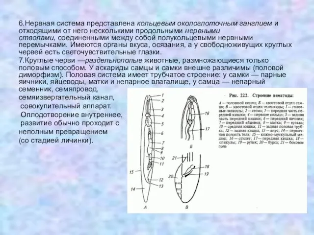 6.Нервная система представлена кольцевым окологлоточным ганглием и отходящими от него