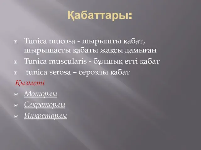 Қабаттары: Tunica mucosa - шырышты қабат, шырышасты қабаты жақсы дамыған