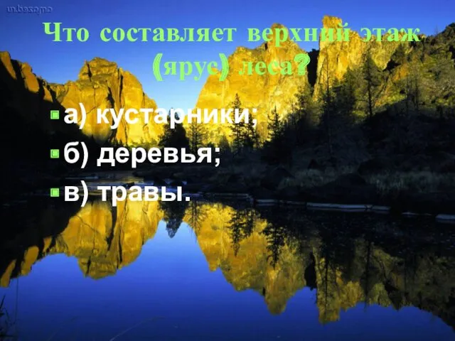 Что составляет верхний этаж (ярус) леса? а) кустарники; б) деревья; в) травы.