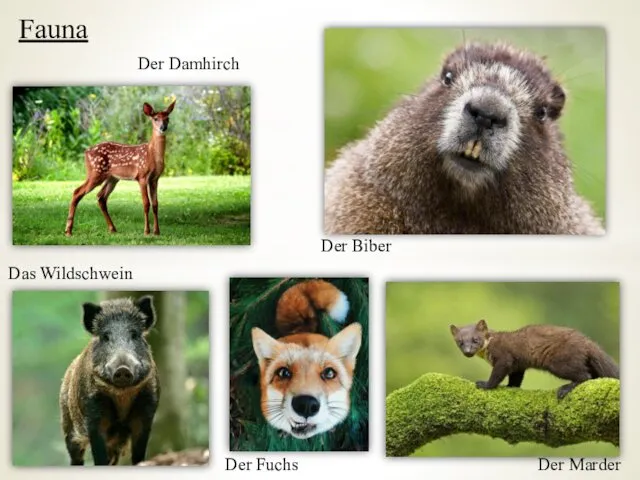 Fauna Der Marder Der Damhirch Der Biber Das Wildschwein Der Fuchs