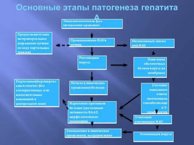 Основные этапы патогенеза гепатита А