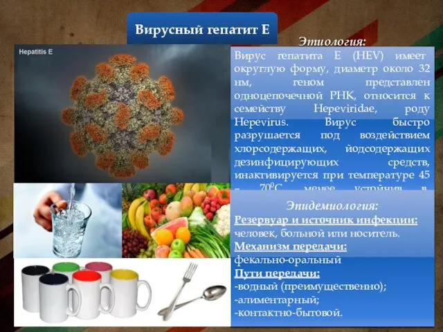 Вирусный гепатит Е Этиология: Вирус гепатита Е (HEV) имеет округлую форму, диаметр около