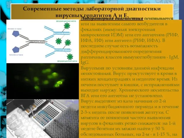 Современные методы лабораторной диагностики вирусных гепатитов А и Е. Лабораторная диагностика основывается или