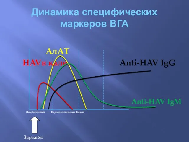 Динамика специфических маркеров ВГА АлАТ HAVв кале Anti-HAV IgG Anti-HAV