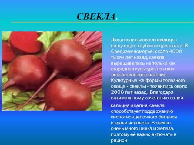 СВЕКЛА. Люди использовали свеклу в пищу ещё в глубокой древности.