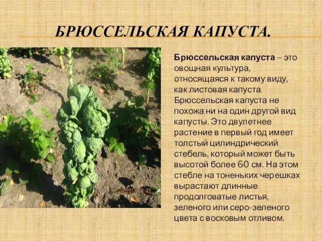 БРЮССЕЛЬСКАЯ КАПУСТА. Брюссельская капуста – это овощная культура, относящаяся к