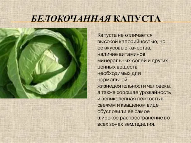 БЕЛОКОЧАННАЯ КАПУСТА. Капуста не отличается высокой калорийностью, но ее вкусовые