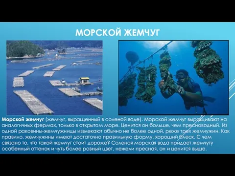 МОРСКОЙ ЖЕМЧУГ Морской жемчуг (жемчуг, выращенный в соленой воде). Морской