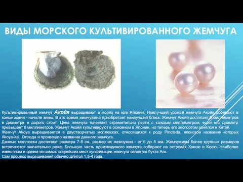 ВИДЫ МОРСКОГО КУЛЬТИВИРОВАННОГО ЖЕМЧУГА Культивированный жемчуг Акойя выращивают в морях