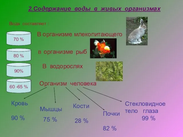 2.Содержание воды в живых организмах Вода составляет : В организме млекопитающего 70 %