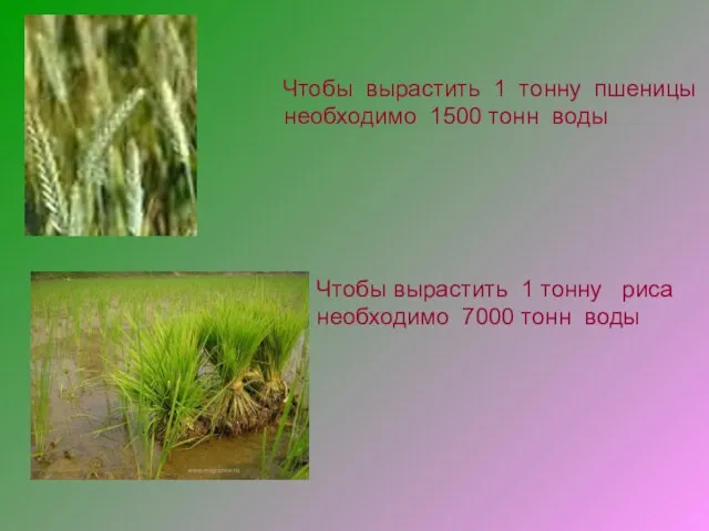 Чтобы вырастить 1 тонну пшеницы необходимо 1500 тонн воды Чтобы вырастить 1 тонну