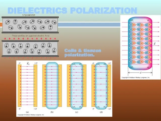 DIELECTRICS POLARIZATION Cells & tissues polarization.