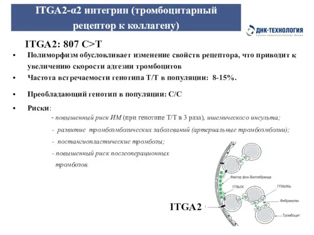ITGA2-α2 интегрин (тромбоцитарный рецептор к коллагену) ITGA2: 807 C>T Полиморфизм обусловливает изменение свойств