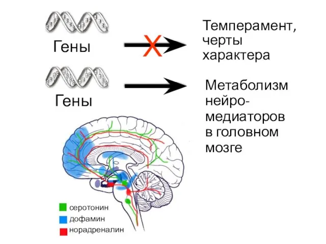 Гены Темперамент, черты характера Метаболизм нейро-медиаторов в головном мозге X Гены