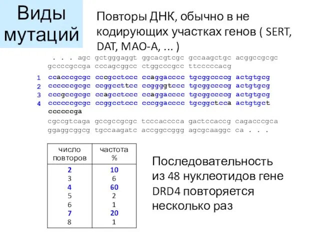 Последовательность из 48 нуклеотидов гене DRD4 повторяется несколько раз Повторы