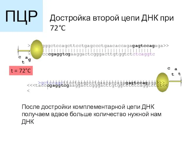 t = 72°C Достройка второй цепи ДНК при 72°C После