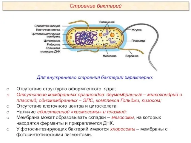 Для внутреннего строения бактерий характерно: Отсутствие структурно оформленного ядра; Отсутствие