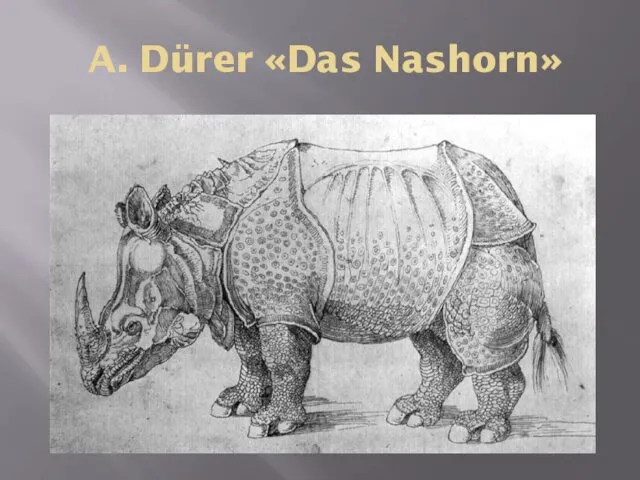 A. Dürer «Das Nashorn»