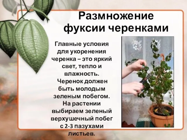 Размножение фуксии черенками Главные условия для укоренения черенка – это