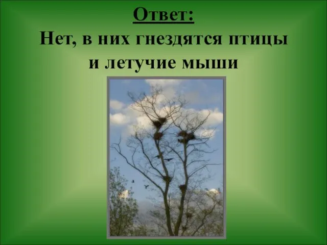 Ответ: Нет, в них гнездятся птицы и летучие мыши