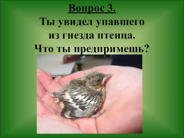 Вопрос 3. Ты увидел упавшего из гнезда птенца. Что ты предпримешь?