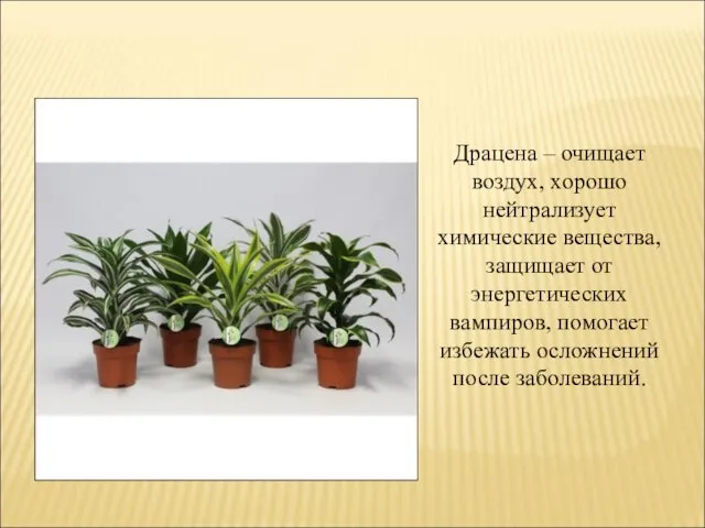 Драцена – очищает воздух, хорошо нейтрализует химические вещества, защищает от