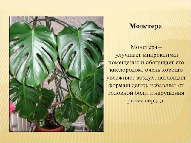 Монстера – улучшает микроклимат помещения и обогащает его кислородом, очень