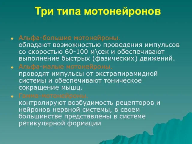 Три типа мотонейронов Альфа-большие мотонейроны. обладают возможностью проведения импульсов со