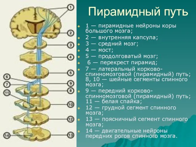 Пирамидный путь 1 — пирамидные нейроны коры большого мозга; 2