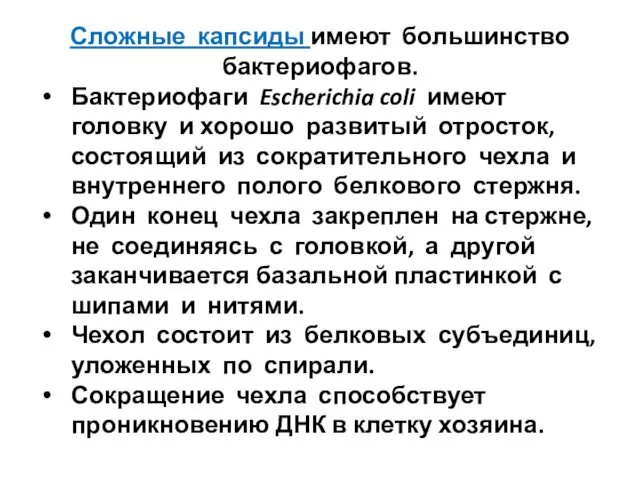 Сложные капсиды имеют большинство бактериофагов. Бактериофаги Escherichia coli имеют головку