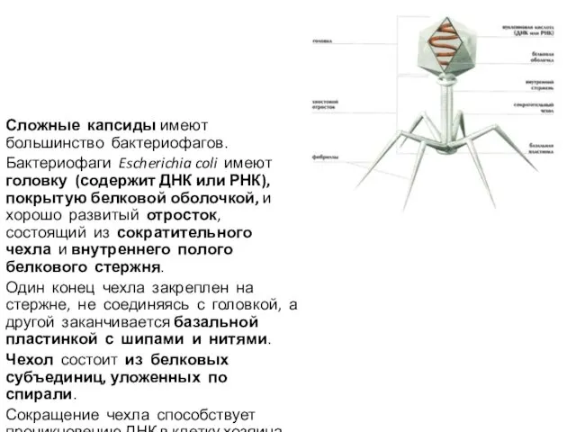 Сложные капсиды имеют большинство бактериофагов. Бактериофаги Escherichia coli имеют головку