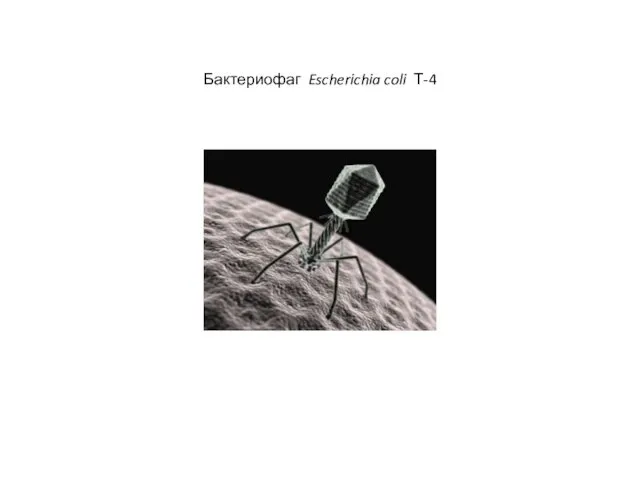 Бактериофаг Escherichia coli Т-4