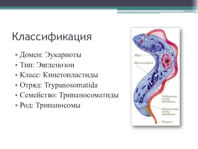 Классификация Домен: Эукариоты Тип: Эвгленозои Класс: Кинетопластиды Отряд: Trypanosomatida Семейство: Трипаносоматиды Род: Трипаносомы