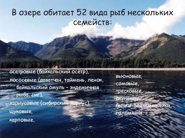 В озере обитает 52 вида рыб нескольких семейств: осетровые (байкальский