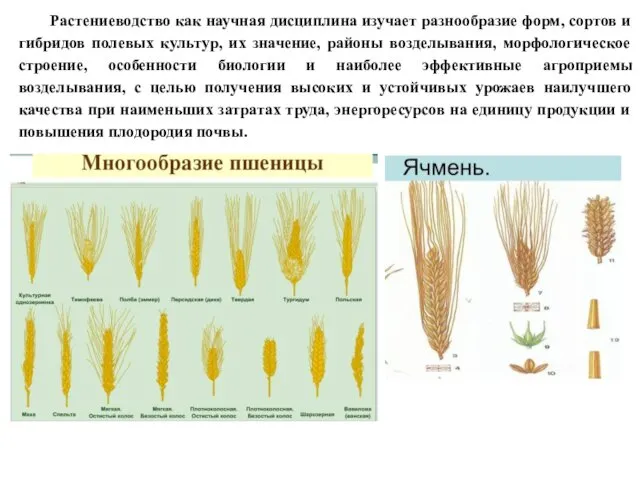 Растениеводство как научная дисциплина изучает разнообразие форм, сортов и гибридов