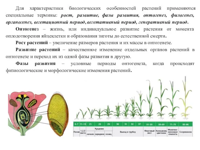 Для характеристики биологических особенностей растений применяются специальные термины: рост, развитие,