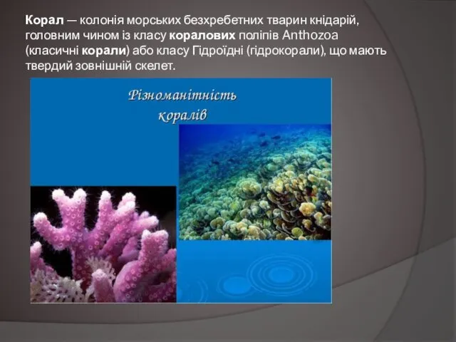 Корал — колонія морських безхребетних тварин кнідарій, головним чином із