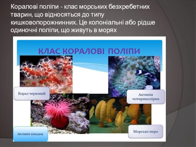 Коралові поліпи - клас морських безхребетних тварин, що відносяться до