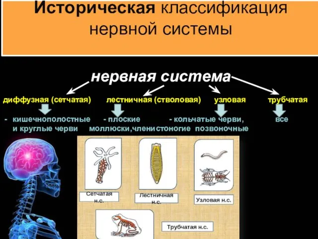 Историческая классификация нервной системы нервная система диффузная (сетчатая) лестничная (стволовая)