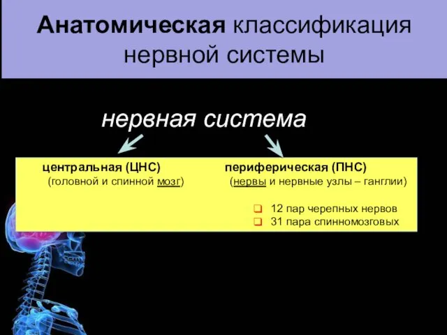 Анатомическая классификация нервной системы центральная (ЦНС) периферическая (ПНС) (головной и