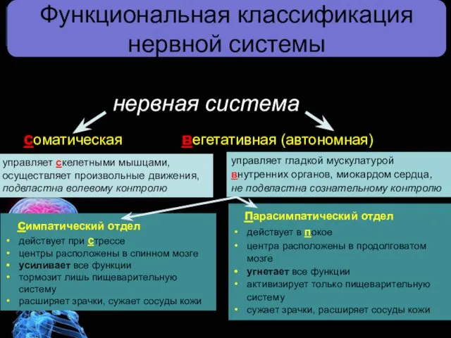 Функциональная классификация нервной системы нервная система соматическая вегетативная (автономная) управляет