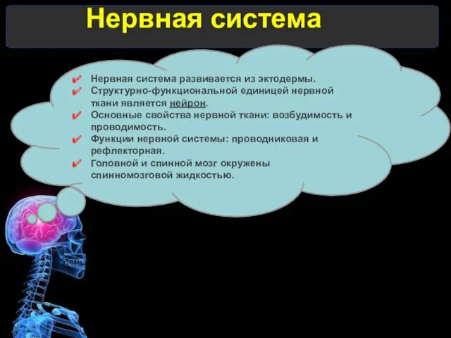 Нервная система Нервная система развивается из эктодермы. Структурно-функциональной единицей нервной