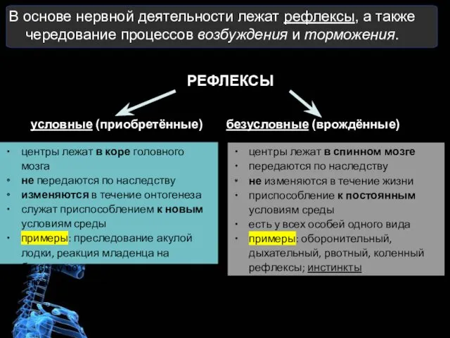 В основе нервной деятельности лежат рефлексы, а также чередование процессов