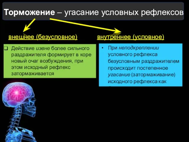 Торможение – угасание условных рефлексов внешнее (безусловное) внутреннее (условное) Действие