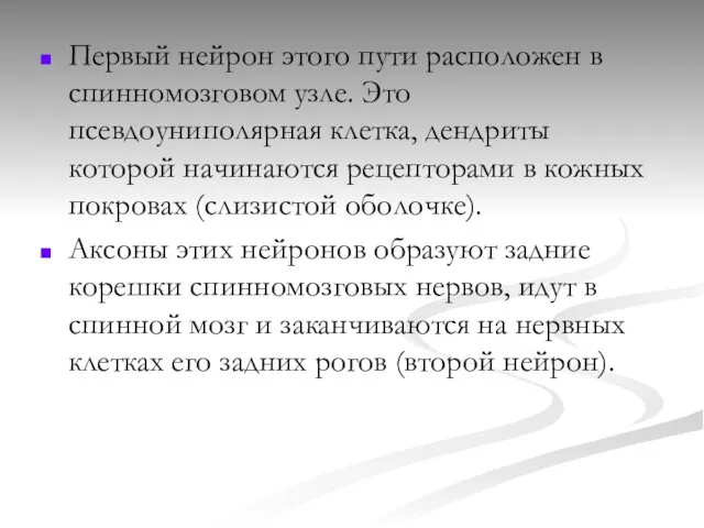 Первый нейрон этого пути расположен в спинномозговом узле. Это псевдоуниполярная