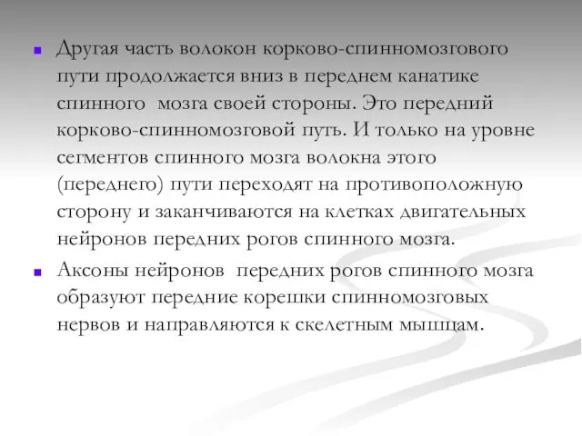 Другая часть волокон корково-спинномозгового пути продолжается вниз в переднем канатике