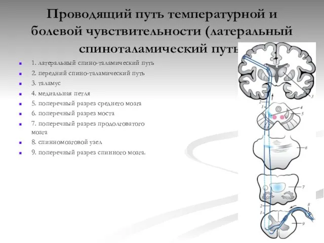 Проводящий путь температурной и болевой чувствительности (латеральный спиноталамический путь) 1.