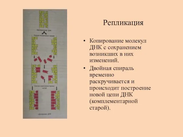 Репликация Копирование молекул ДНК с сохранением возникших в них изменений.