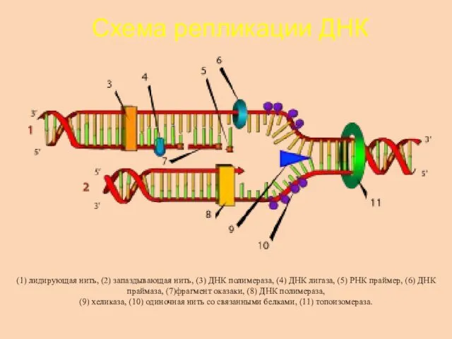 (1) лидирующая нить, (2) запаздывающая нить, (3) ДНК полимераза, (4)